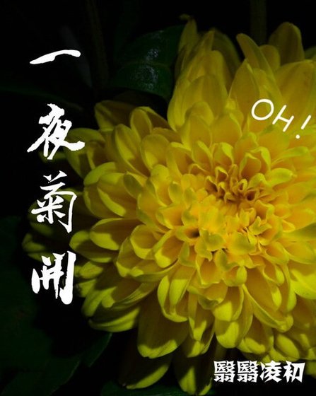 一夜菊開